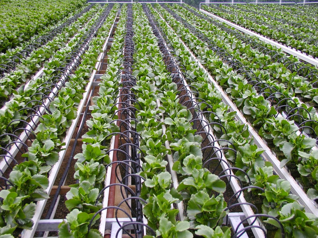 plantation irrigation & landscaping