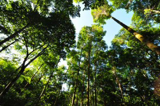 Wald_Panama