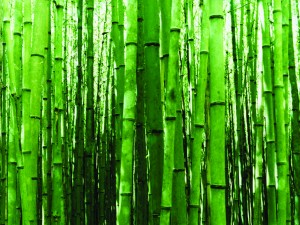 Bamboo