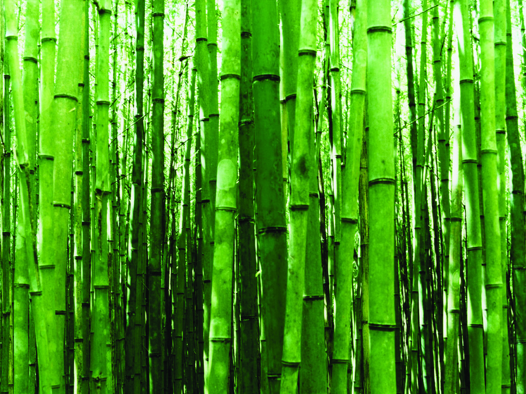 Bamboo plantation