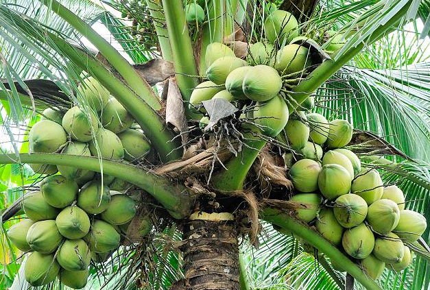 Coconut-Cultivation1