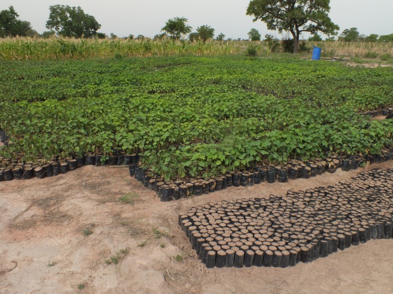 Jatropha-nursery