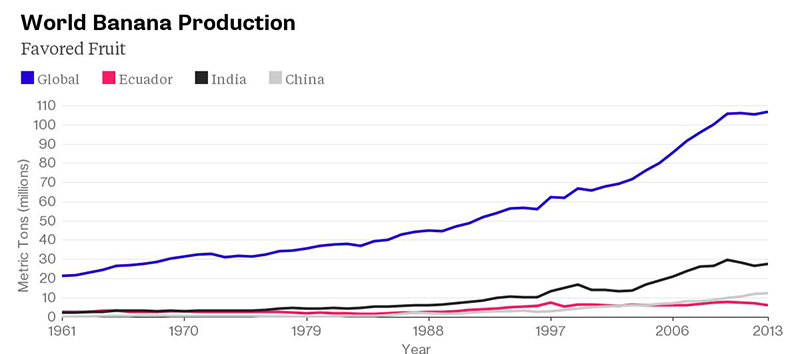 Plantations-International-Bananas