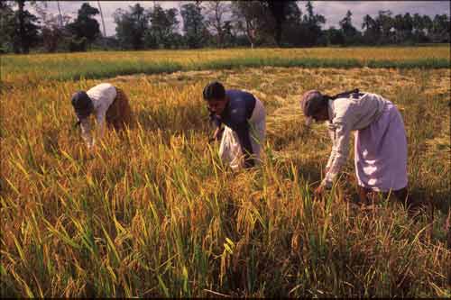 harvesting