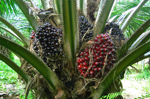 This Is How Palm Oil Is Made