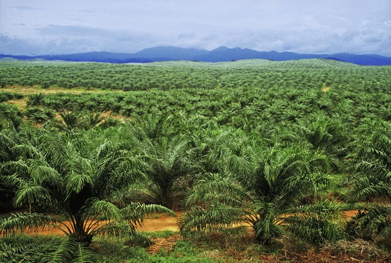 Plantations International Palm Oil