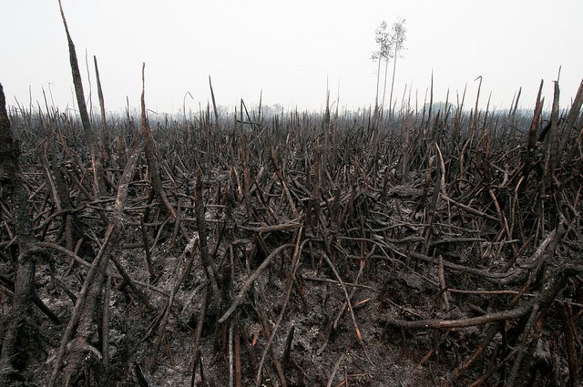 Areas of Sebangau National Park, Central Kalimantan, Indonesia, have also been affected by fires. Photo Aulia Erlangga/CIFOR