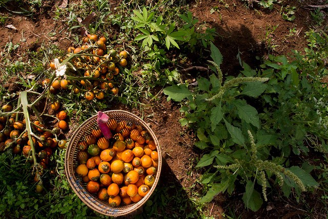 Agroforestry in Lubuk Beringin village, Indonesia. Photo: Tri Saputro/CIFOR