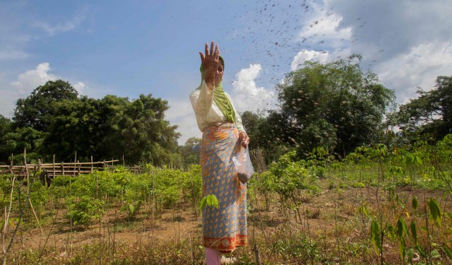 A Lubuk Beringin farmer, Rosminah, spreads organic fertilizer to her rubber seedling on her farm in Jambi province, Indonesia. Photo by Tri Saputro / CIFOR.