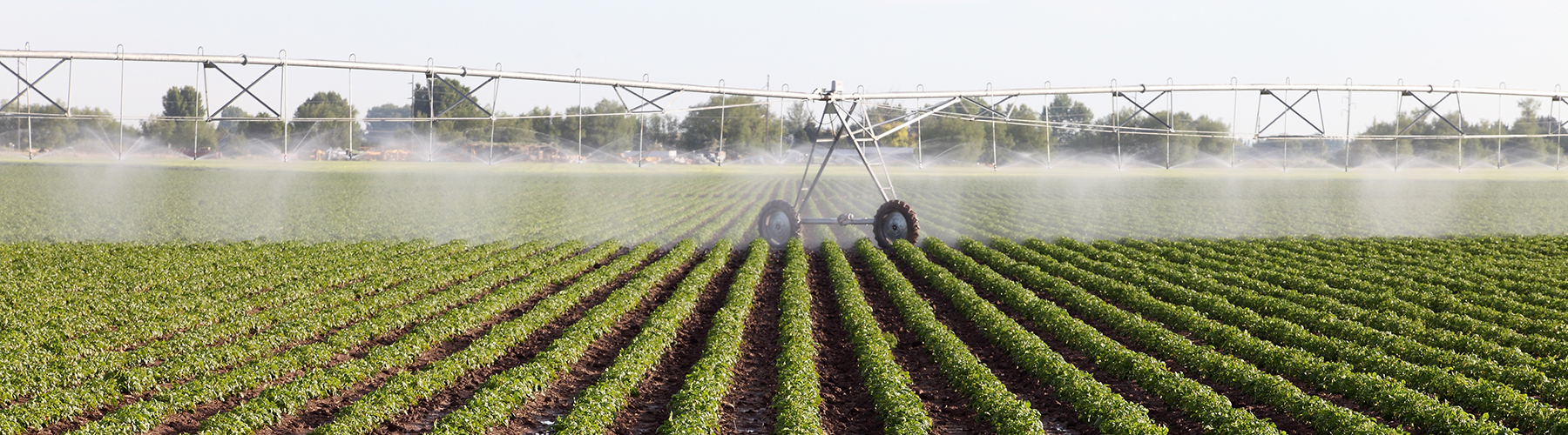 Irrigated vegetable fields