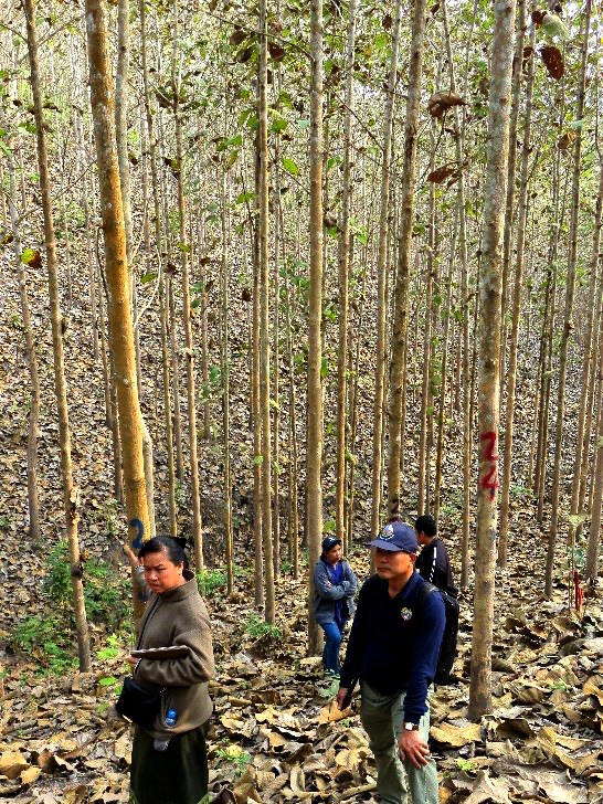 15 year old thinned teak at Ban Densavang