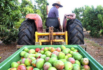 mango-farm-plantations-international