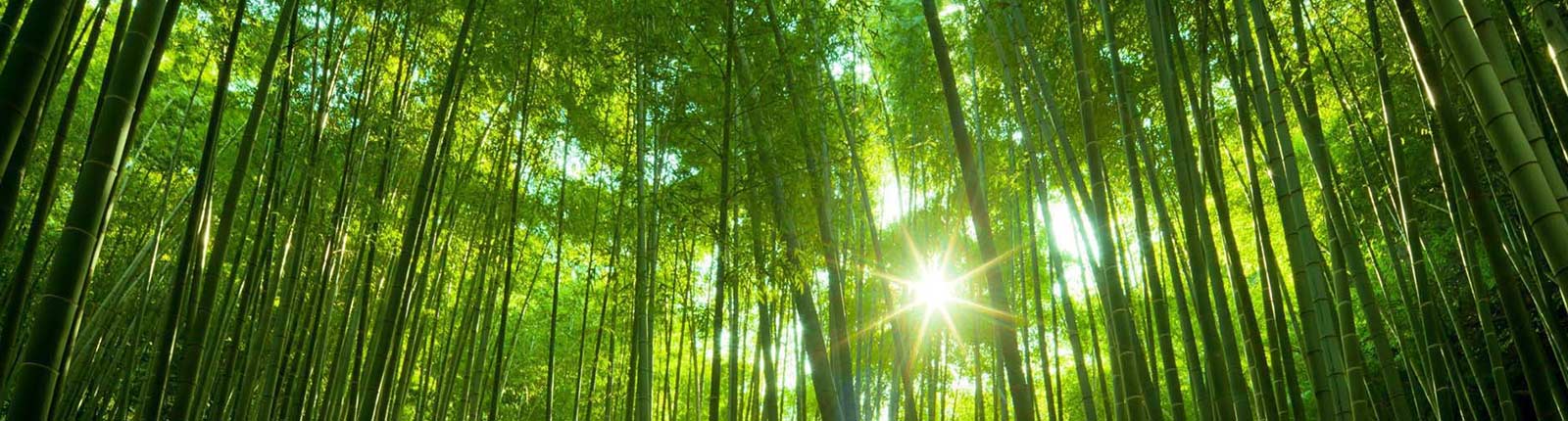 Bamboo: Africa's untapped potential