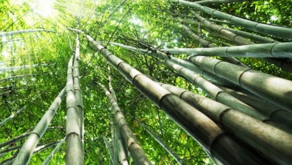 plantations-international-bamboo