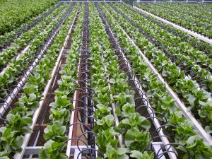 Plantations-International-Drip-Irrigation