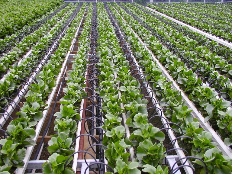 Plantations international drip irrigation systems