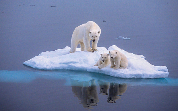 polar-bear-global-warming