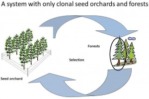 seed-orchard