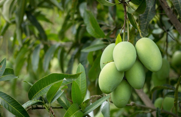 The History of the Mango Tree