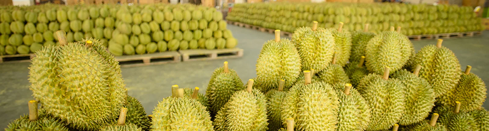 Musang King Durian
